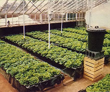 A bumper crop of buttercrunch.